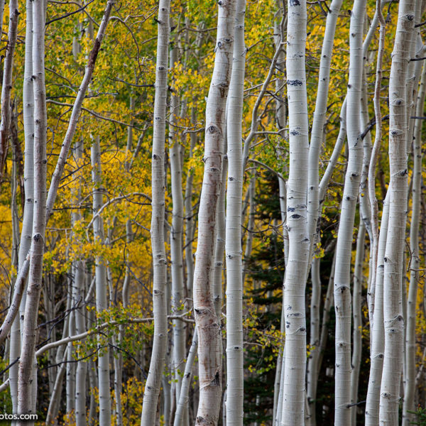 Best Fall Foliage Photos in Deer Valley | Nature Photos for Sale