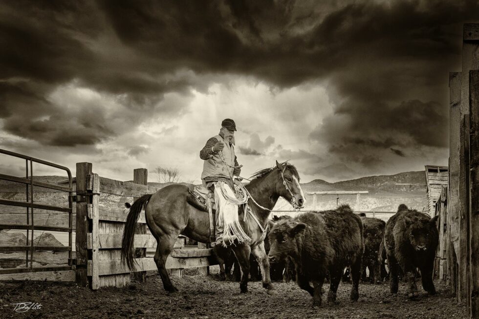 The Cowboy - Rancher Herding Cattle