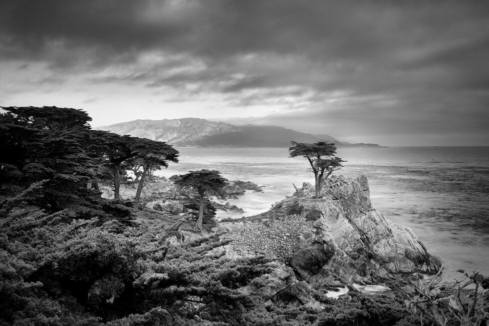 The Lone Cypress Tree