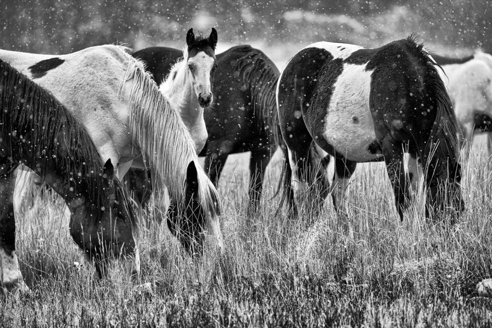 Black and White Horse Photo