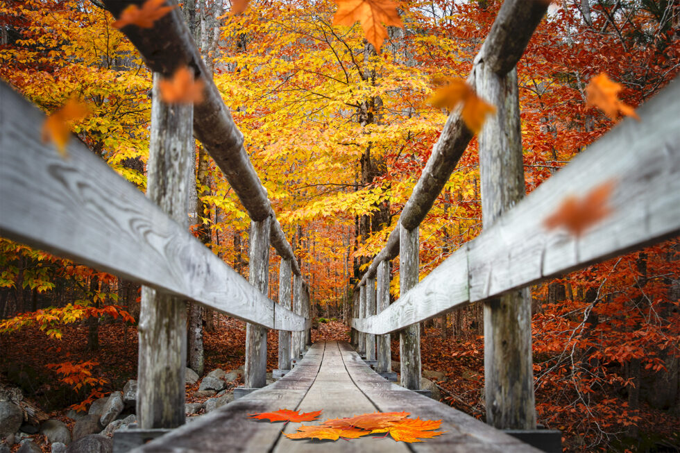 Adirondack Fall Foliage Photo